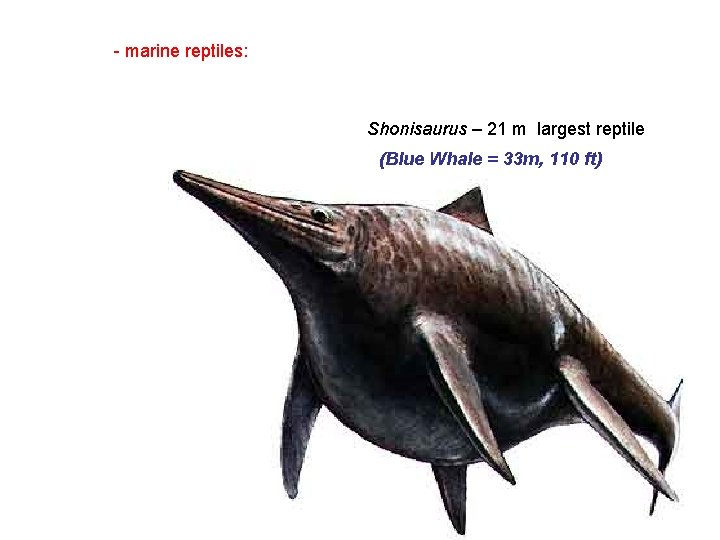 - marine reptiles: Shonisaurus – 21 m largest reptile (Blue Whale = 33 m,