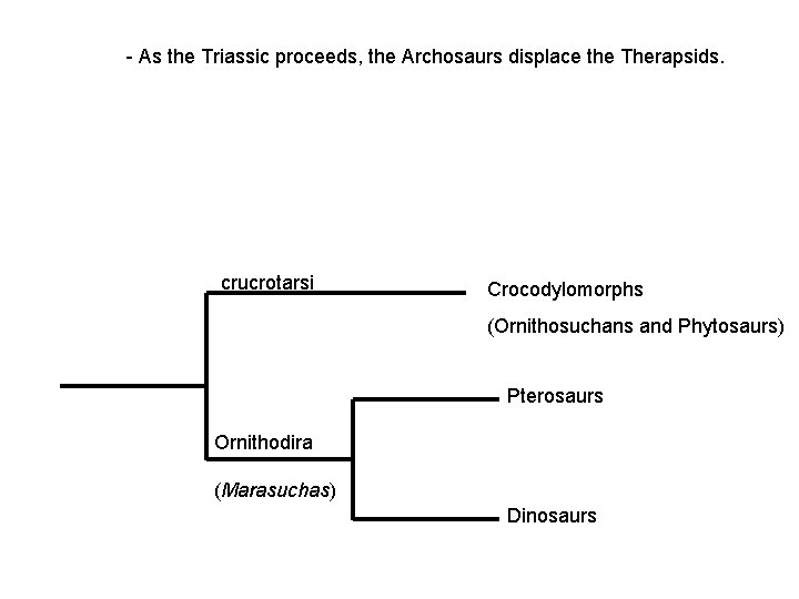 - As the Triassic proceeds, the Archosaurs displace the Therapsids. crucrotarsi Crocodylomorphs (Ornithosuchans and