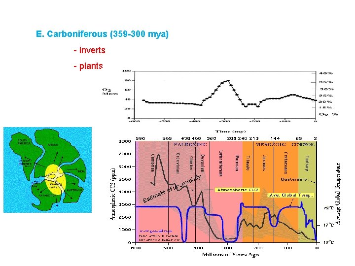 E. Carboniferous (359 -300 mya) - inverts - plants 