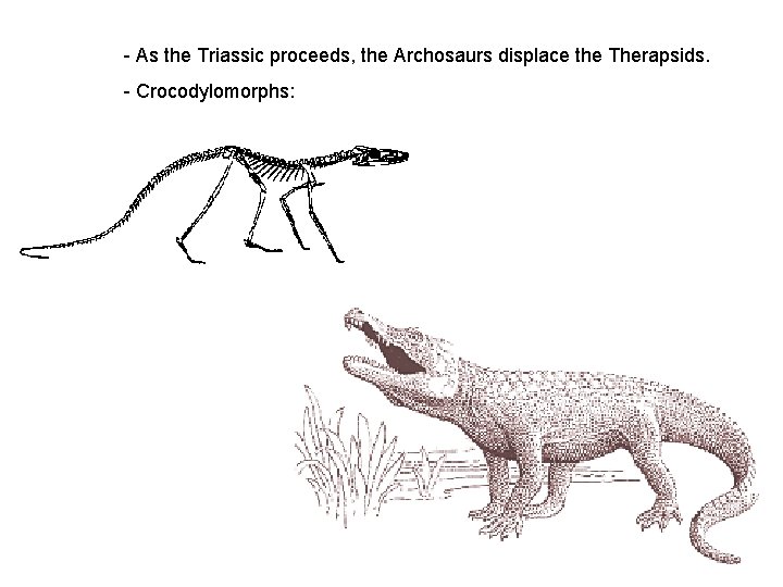 - As the Triassic proceeds, the Archosaurs displace the Therapsids. - Crocodylomorphs: 