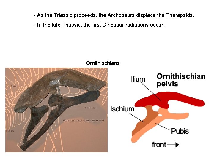 - As the Triassic proceeds, the Archosaurs displace the Therapsids. - In the late