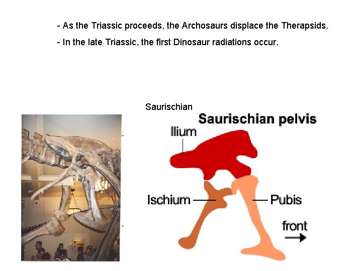 - As the Triassic proceeds, the Archosaurs displace the Therapsids. - In the late