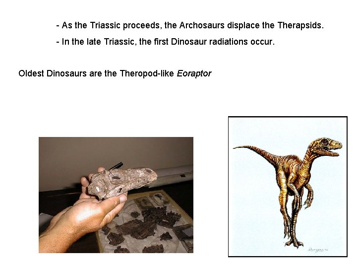 - As the Triassic proceeds, the Archosaurs displace the Therapsids. - In the late