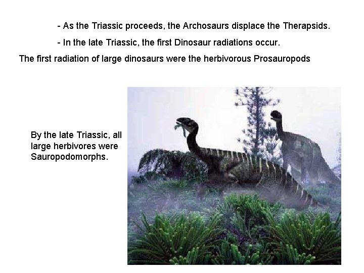 - As the Triassic proceeds, the Archosaurs displace the Therapsids. - In the late