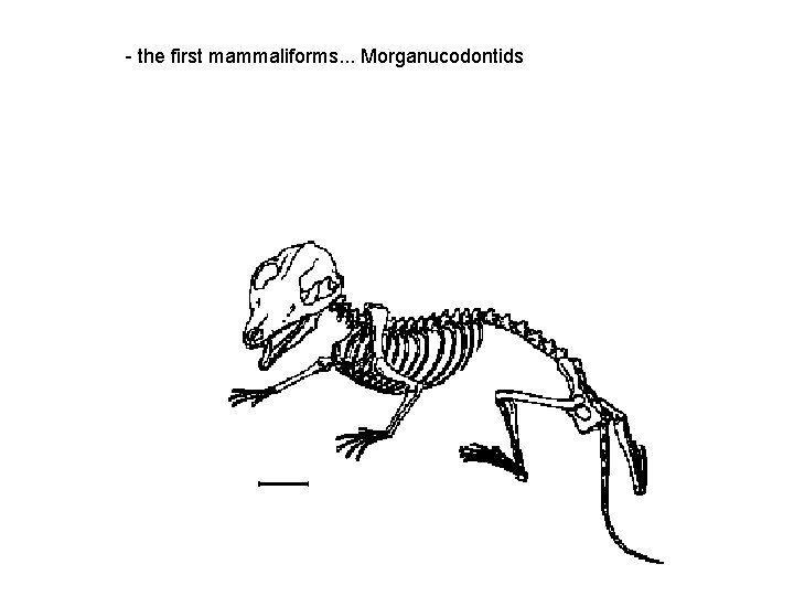 - the first mammaliforms. . . Morganucodontids 