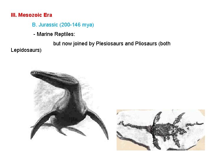 III. Mesozoic Era B. Jurassic (200 -146 mya) - Marine Reptiles: but now joined