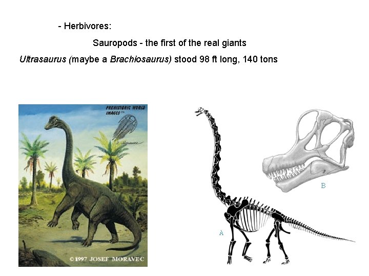 - Herbivores: Sauropods - the first of the real giants Ultrasaurus (maybe a Brachiosaurus)