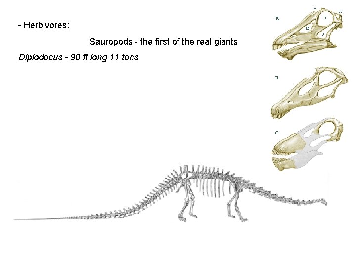 - Herbivores: Sauropods - the first of the real giants Diplodocus - 90 ft