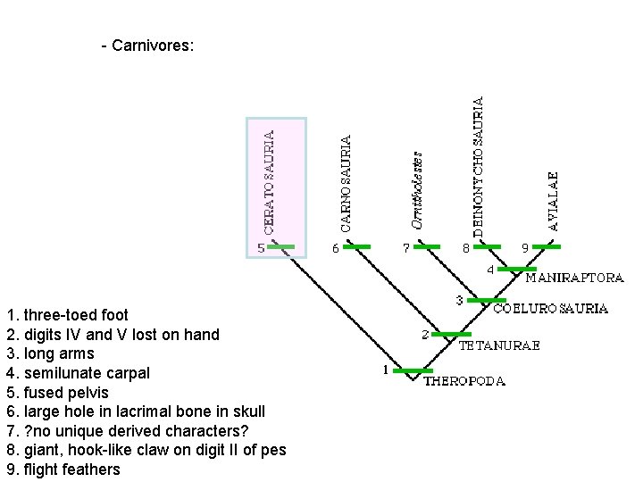 - Carnivores: 1. three-toed foot 2. digits IV and V lost on hand 3.