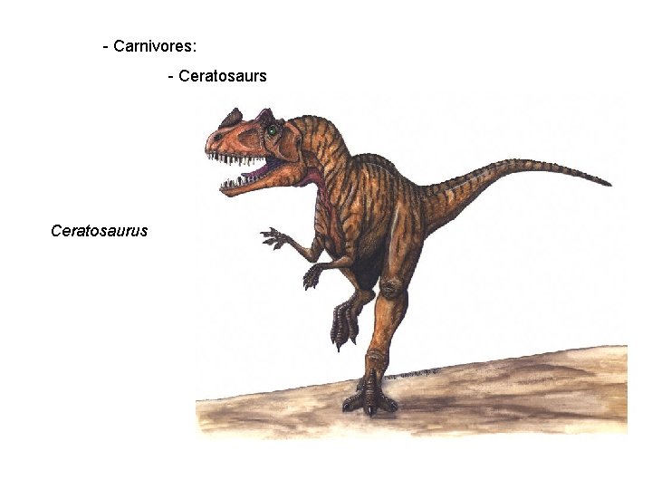 - Carnivores: - Ceratosaurs Ceratosaurus 