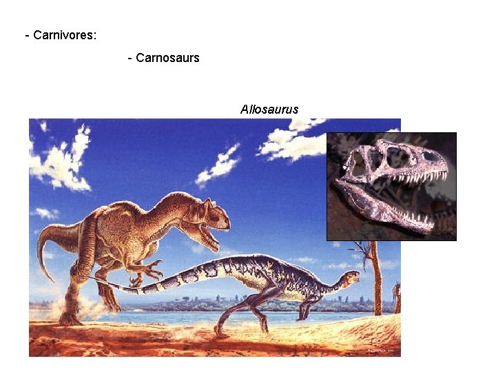 - Carnivores: - Carnosaurs Allosaurus 