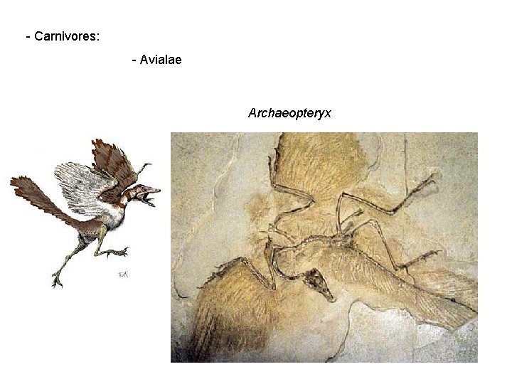 - Carnivores: - Avialae Archaeopteryx 