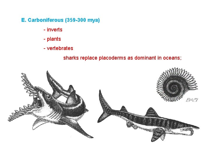 E. Carboniferous (359 -300 mya) - inverts - plants - vertebrates sharks replace placoderms