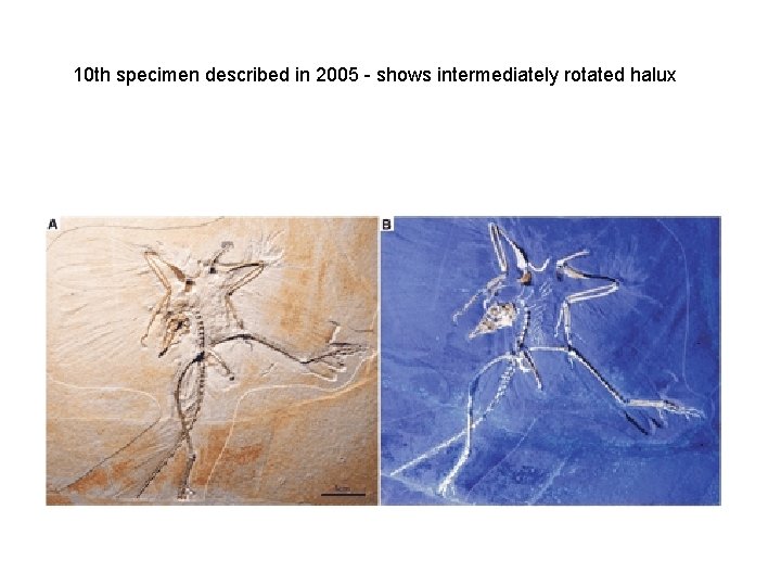 10 th specimen described in 2005 - shows intermediately rotated halux 