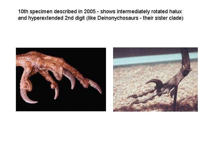 10 th specimen described in 2005 - shows intermediately rotated halux and hyperextended 2