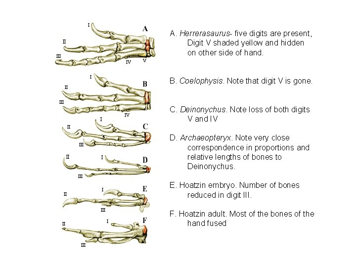 Hand Morphology A. Herrerasaurus- five digits are present, Digit V shaded yellow and hidden