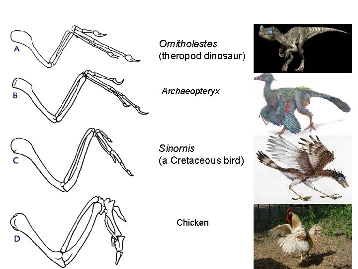 Another Set of Examples Ornitholestes (theropod dinosaur) Archaeopteryx Sinornis (a Cretaceous bird) Modern Chicken