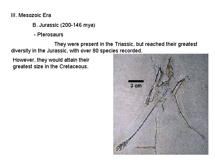 III. Mesozoic Era B. Jurassic (200 -146 mya) - Pterosaurs They were present in