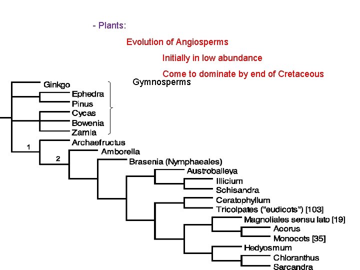 - Plants: Evolution of Angiosperms Initially in low abundance Come to dominate by end