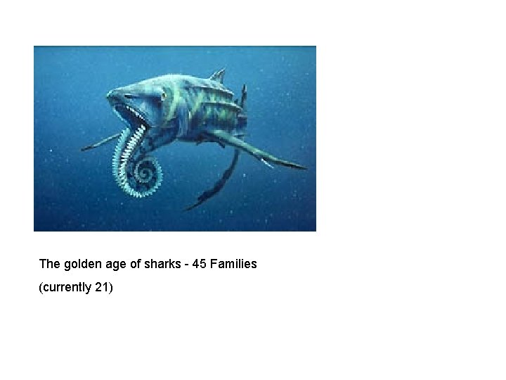 The golden age of sharks - 45 Families (currently 21) 