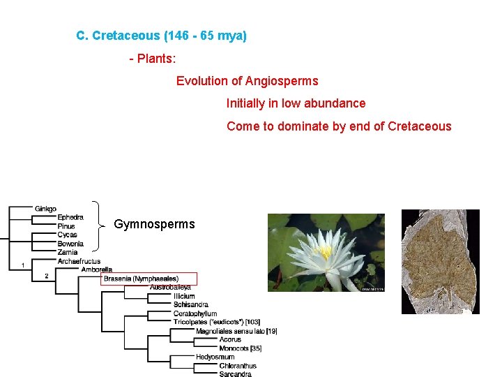 C. Cretaceous (146 - 65 mya) - Plants: Evolution of Angiosperms Initially in low