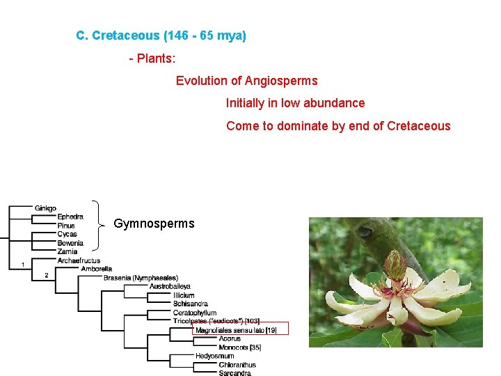 C. Cretaceous (146 - 65 mya) - Plants: Evolution of Angiosperms Initially in low