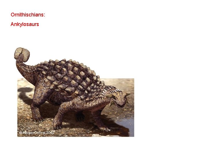 Ornithischians: Ankylosaurs 