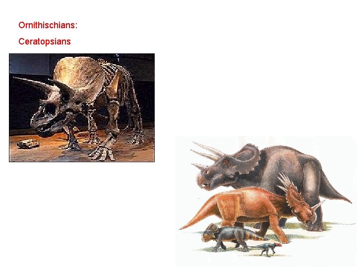 Ornithischians: Ceratopsians 