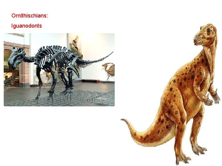 Ornithischians: Iguanodonts 