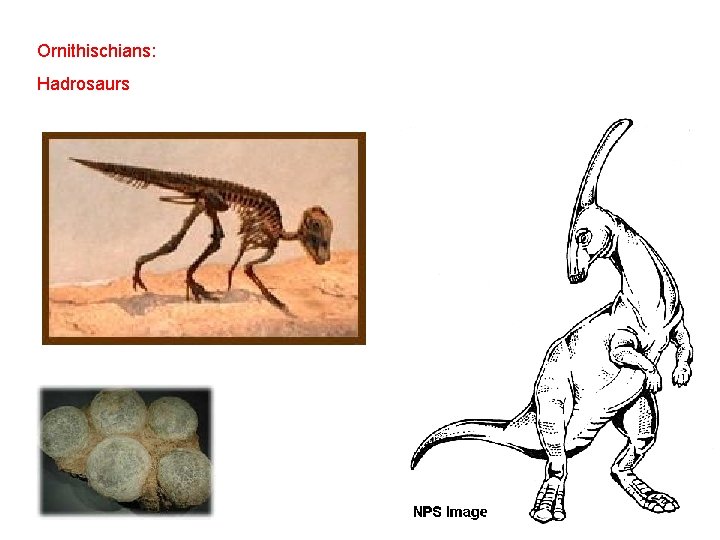Ornithischians: Hadrosaurs 