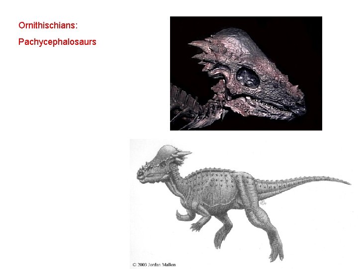 Ornithischians: Pachycephalosaurs 