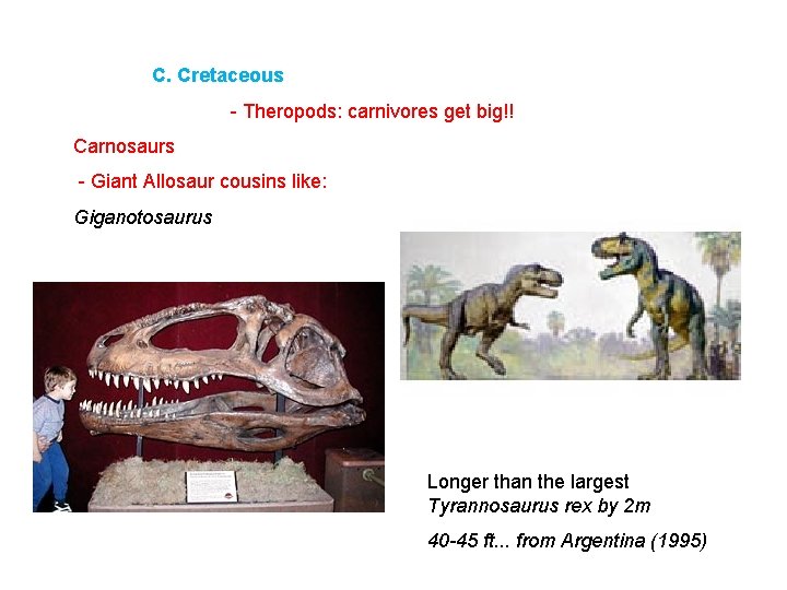 C. Cretaceous - Theropods: carnivores get big!! Carnosaurs - Giant Allosaur cousins like: Giganotosaurus