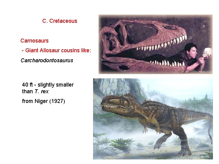 C. Cretaceous Carnosaurs - Giant Allosaur cousins like: Carcharodontosaurus 40 ft - slightly smaller