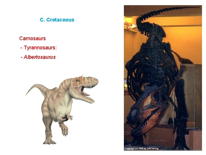 C. Cretaceous Carnosaurs - Tyrannosaurs: - Albertosaurus 