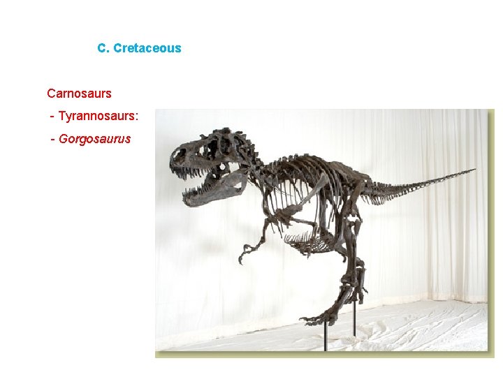 C. Cretaceous Carnosaurs - Tyrannosaurs: - Gorgosaurus 