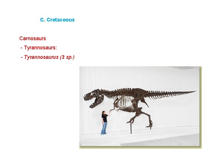 C. Cretaceous Carnosaurs - Tyrannosaurs: - Tyrannosaurus (3 sp. ) 