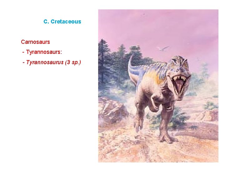 C. Cretaceous Carnosaurs - Tyrannosaurs: - Tyrannosaurus (3 sp. ) 
