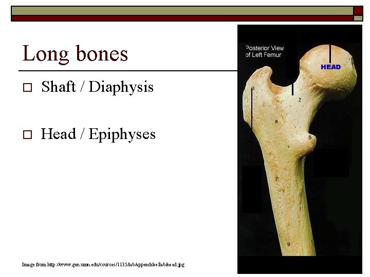 Long bones o Shaft / Diaphysis o Head / Epiphyses Image from http: //www.