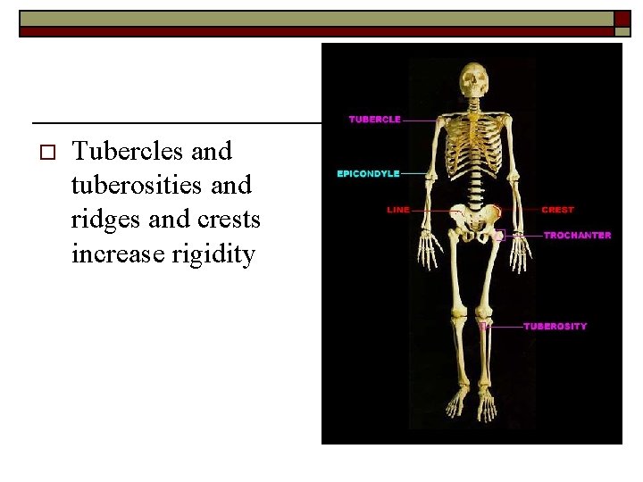 o Tubercles and tuberosities and ridges and crests increase rigidity 