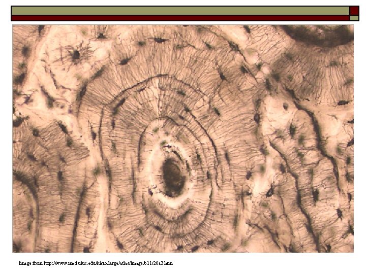 Image from http: //www. med. uiuc. edu/histo/large/atlas/image/b 11/20 a 3. htm 