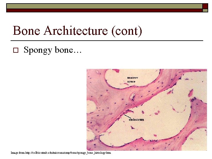 Bone Architecture (cont) o Spongy bone… Image from http: //cellbio. utmb. edu/microanatomy/bone/spongy_bone_histology. htm 