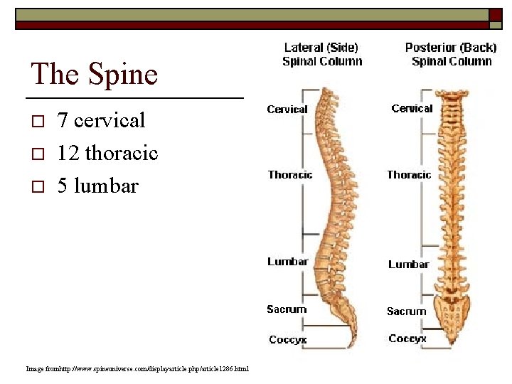 The Spine o o o 7 cervical 12 thoracic 5 lumbar Image fromhttp: //www.