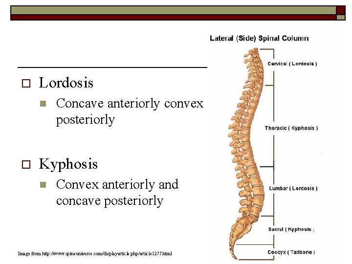 o Lordosis n o Concave anteriorly convex posteriorly Kyphosis n Convex anteriorly and concave