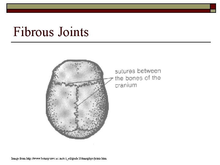 Fibrous Joints Image from http: //www. botany. uwc. ac. za/sci_ed/grade 10/manphys/joints. htm 