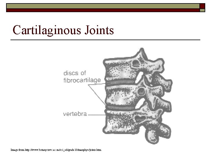 Cartilaginous Joints Image from http: //www. botany. uwc. ac. za/sci_ed/grade 10/manphys/joints. htm 