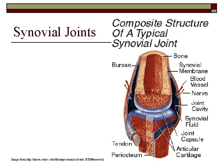 Synovial Joints Image from http: //moon. ouhsc. edu/dthompso/namics/joints. HTM#synovial 