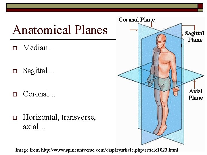 Anatomical Planes o Median… o Sagittal… o Coronal… o Horizontal, transverse, axial… Image from