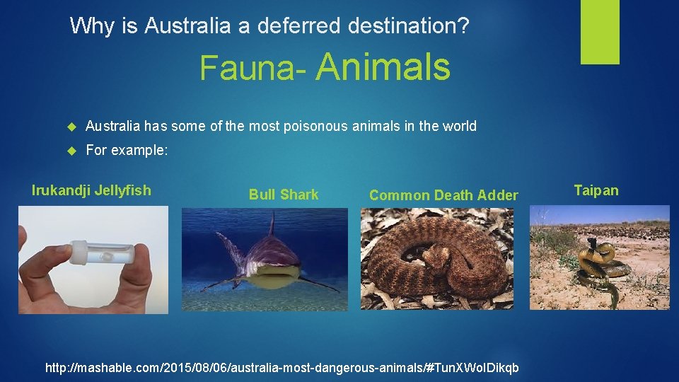 Why is Australia a deferred destination? Fauna- Animals Australia has some of the most