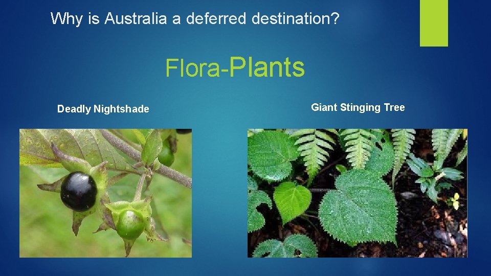 Why is Australia a deferred destination? Flora-Plants Deadly Nightshade Giant Stinging Tree 