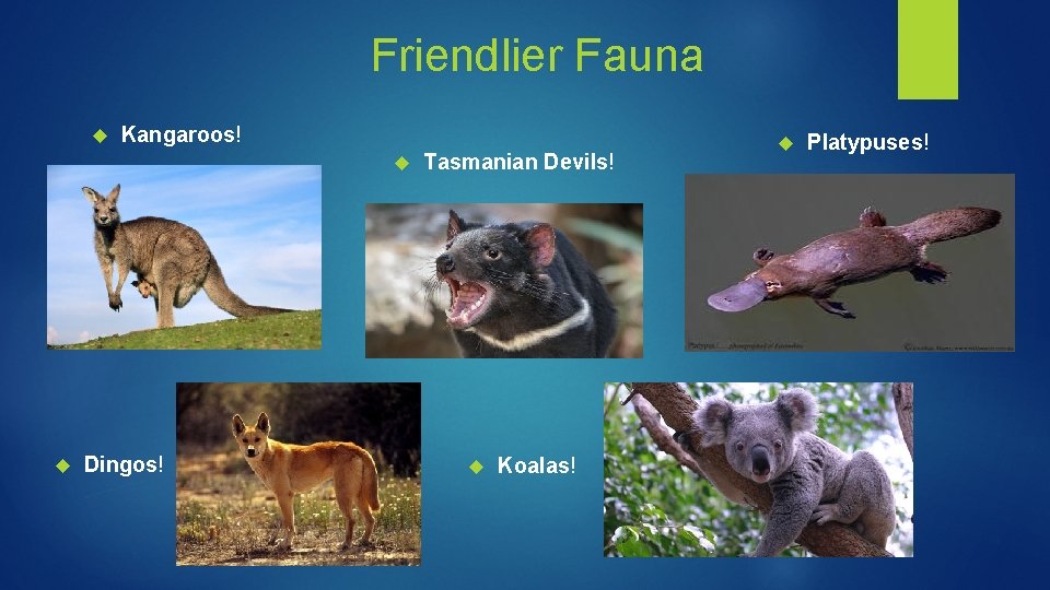 Friendlier Fauna Kangaroos! Dingos! Tasmanian Devils! Koalas! Platypuses! 